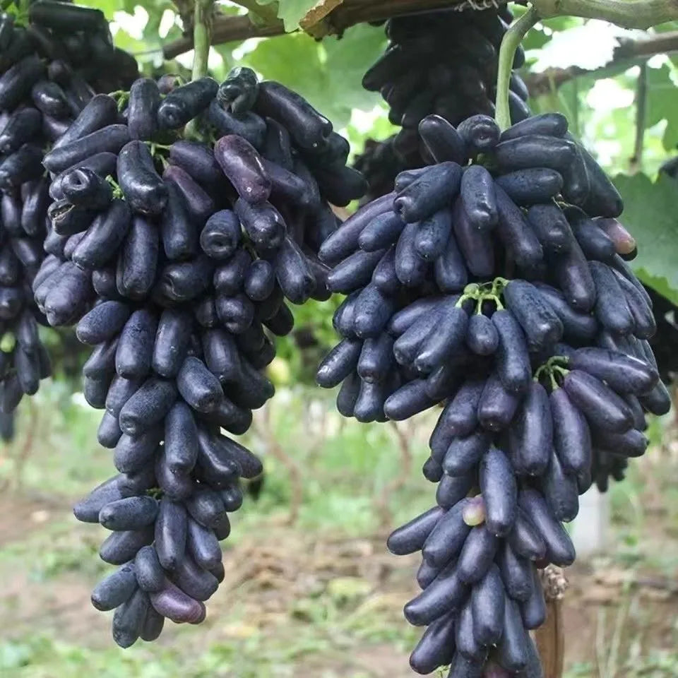 🔥Last Day 50% OFF 🍇 High-Quaility Sapphire Grapes Seeds🍇✨ 98% Germination(High Yield)🌱BUY 1 GET 1 FREE! 🌱🌿