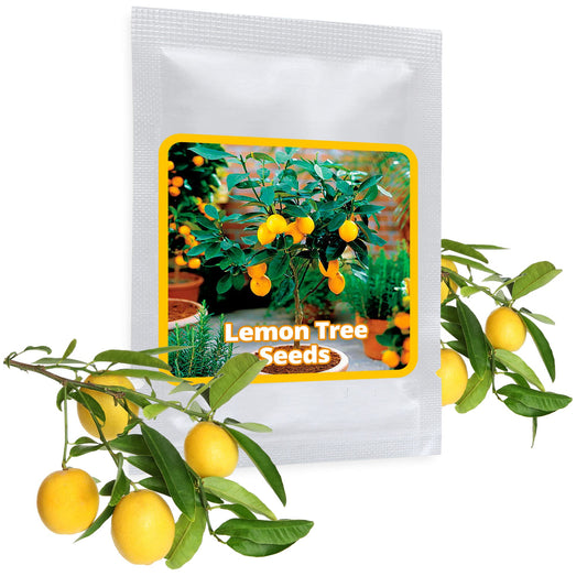 Dwarf Lemon Tree Seeds Buy 1 Get 1 Free