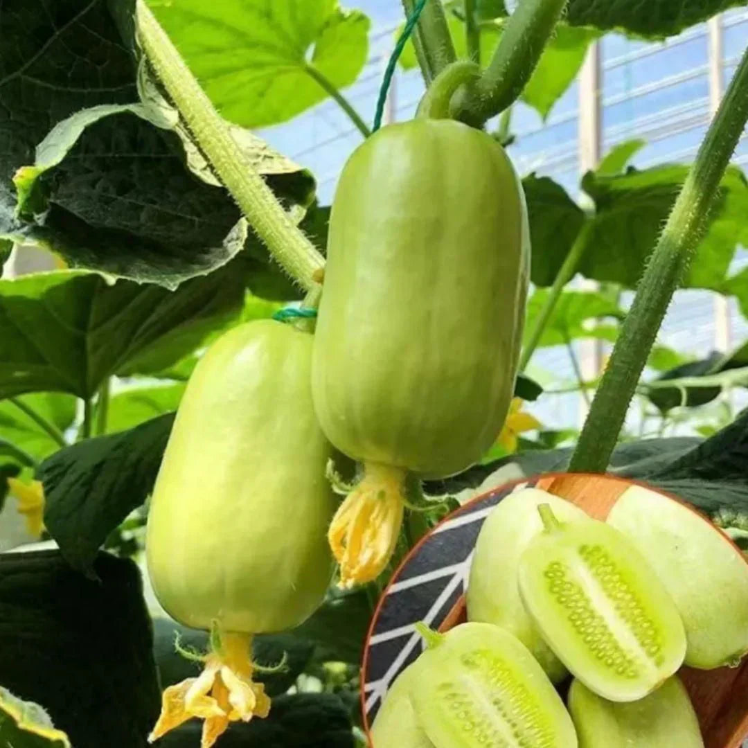 Golden Lady Cucumber Seeds