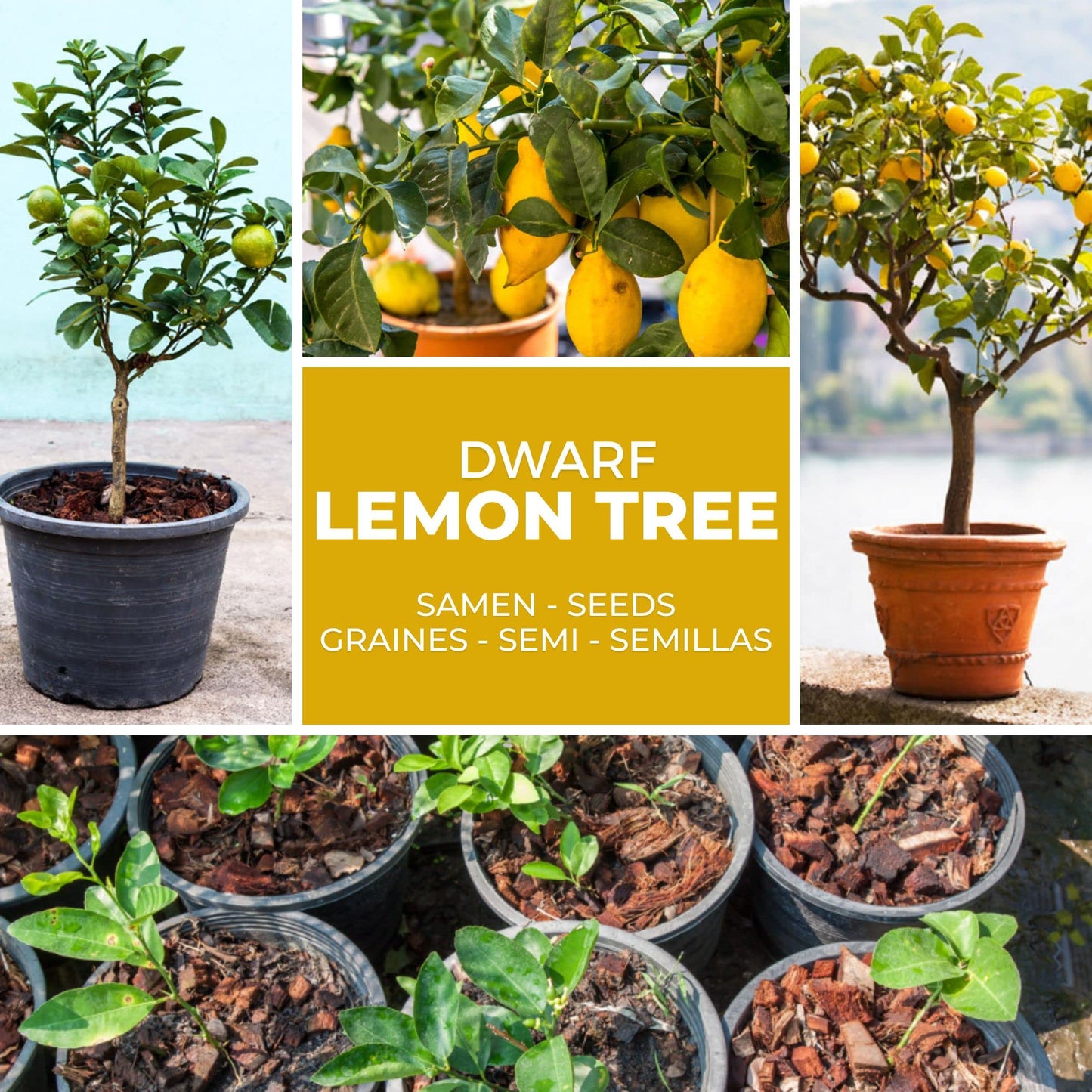 Dwarf Lemon Tree Seeds Buy 1 Get 1 Free