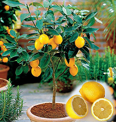 Dwarf Lemon Tree Seeds Buy 1 Get 1 Free